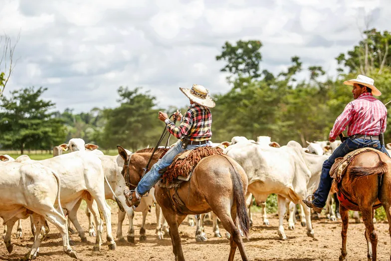 Pecuaristas a cavalo conduzem gado em área rural.