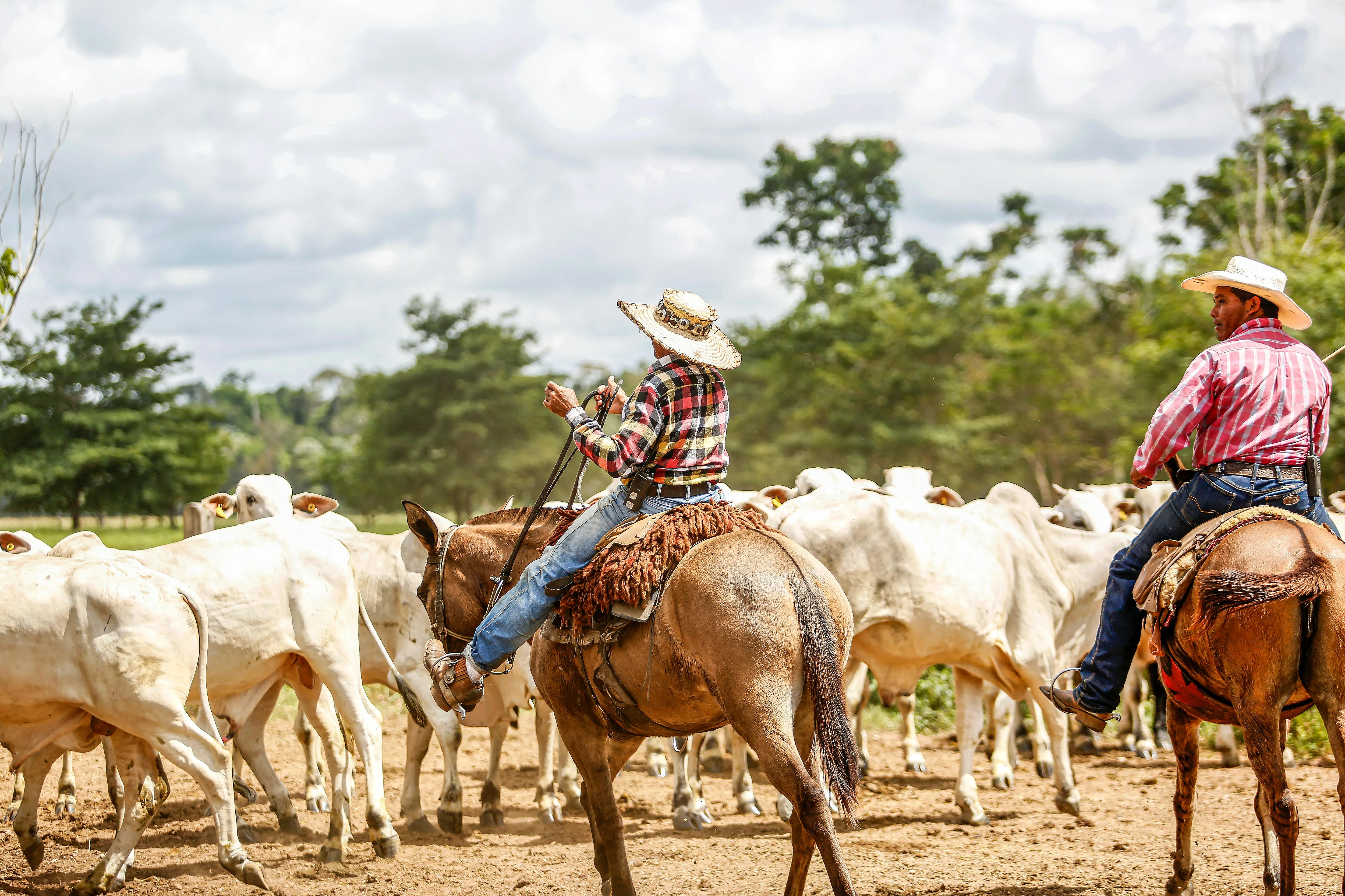 Pecuaristas a cavalo conduzem gado em área rural.