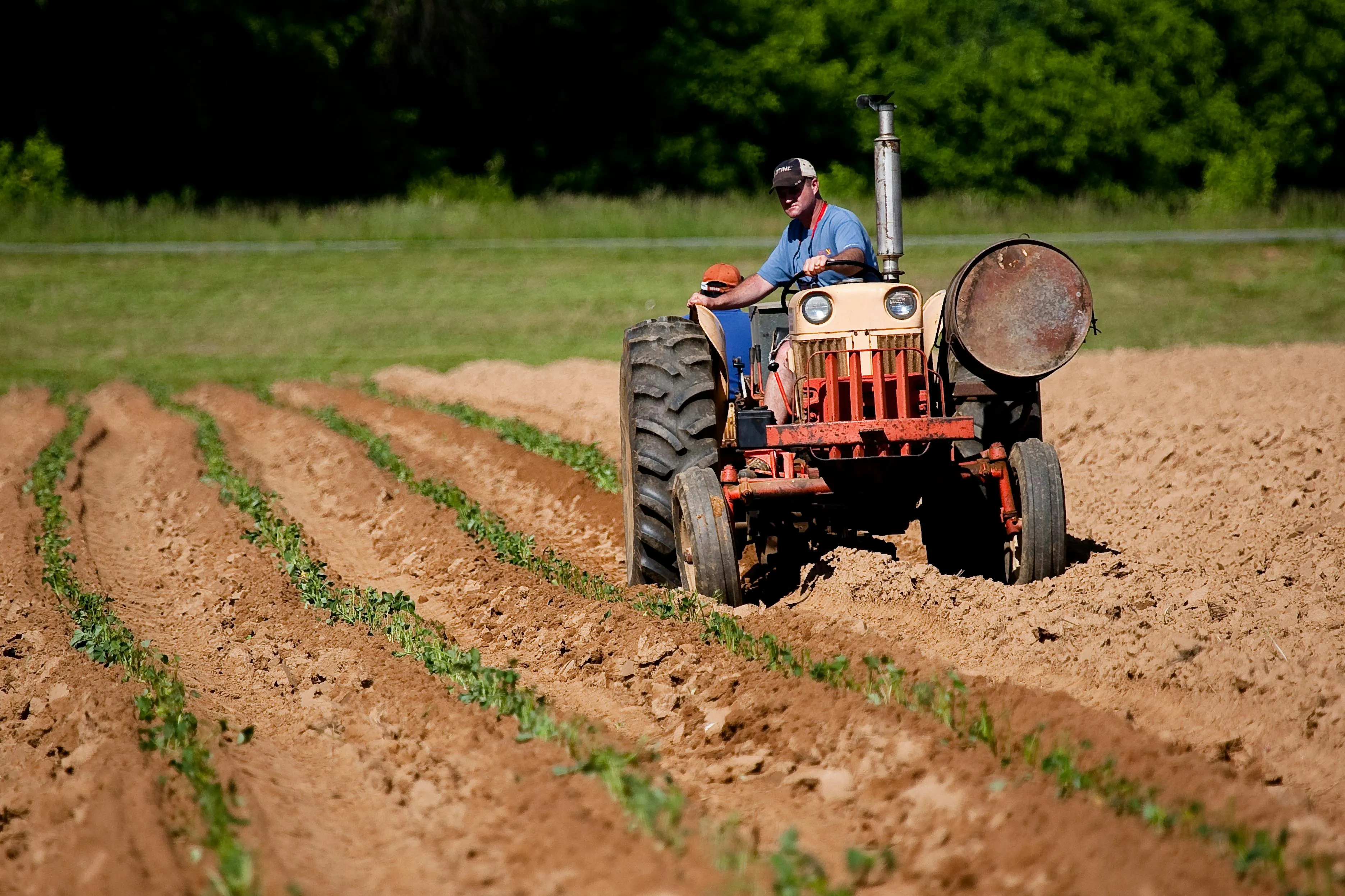 Agricultor dirige trator em plantação com fileiras de mudas verdes